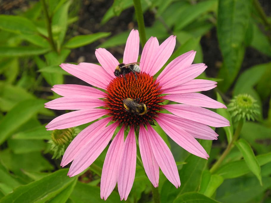 solhat, humlebier, bier, bestøvning, nektar, have, natur, blomstre, flor, pollen, insekt, plante, blomsterhave, flora, blomsterstand, blomst, kronblad, skrøbelighed, vækst, friskhed, blomstrende plante, blomsterhoved, skønhed i naturen, dyr i naturen, sårbarhed, dyre temaer, dyreliv, dyr, et dyr, hvirvelløse, tæt på, lyserød farve, ingen mennesker, humlebi, lilla, 2K