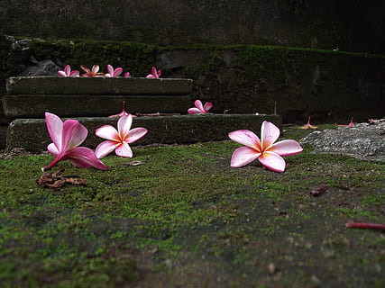 blomster, ro, rolig, miljø, floral, avslapning, fred, årstid, rosa, natur, hage, blomst, rosa farge, petal, skjørhet, blomsterhodet, anlegg, blomstrende plante, friskhet, skjønnhet i naturen, sårbarhet, vekst, nærbilde, ingen folk, dag, inflorescence, gress, utendørs, felt, land, våren, krokus, lilla, 4K