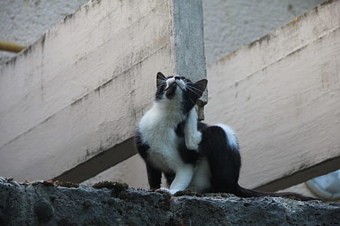 gato, gris, mascotas, rascarse, temas de animales, día, mamífero, un animal, al aire libre, animales domesticos, animal, fauna animal, animales en la naturaleza, vertebrado, sentado, nadie, pared - característica de la construcción, roca - objeto, sólido, zoo, rock, pared, primate, vista de ángulo bajo, mirando, 5K, CC0, dominio público, libre de derechos
