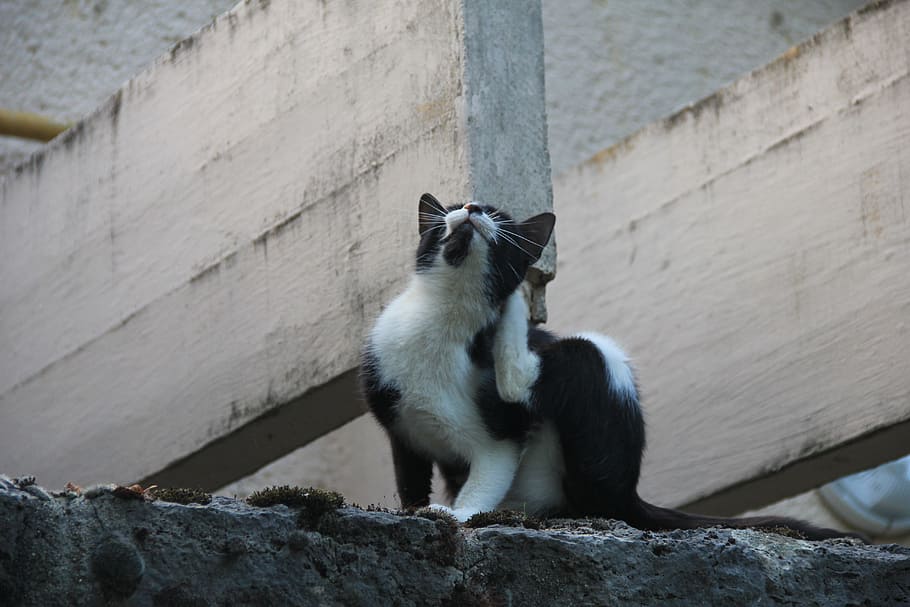 gat, gris, mascotes, rascat, temes d'animals, dia, mamífer, un animal, a l'aire lliure, animals domèstics, animal, fauna animal, animals a la natura, vertebrats, assegut, cap gent, funció de construcció de parets, rock - object, sòlid, zoo, rock, paret, primat, vista d’angle baix, mirant, 5K