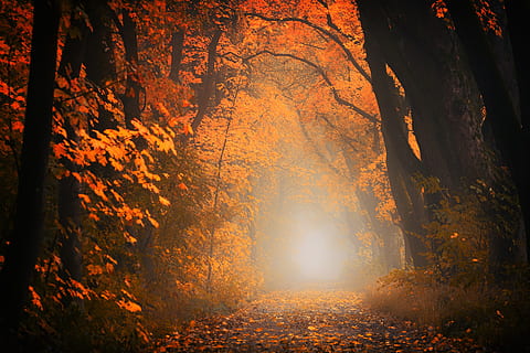 orange trees, light, away, road, path, forest, trees, autumn, red, orange, leaves, fall foliage, fog, foggy, atmosphere, avenue, landscape, gloomy, tree, change, plant, leaf, plant part, nature, land, tranquility, beauty in nature, woodland, tree trunk, trunk, footpath, tranquil scene, sunlight, the way forward, scenics - nature, no people, outdoors, dark, autumn collection, 5K, CC0, public domain, royalty free
