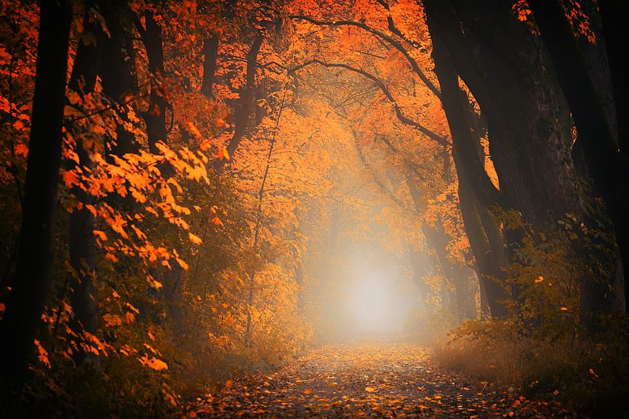 tarongers, llum, lluny, carretera, Camí, bosc, arbres, tardor, vermell, taronja, fulles, fullatge de tardor, boira, atmosfera, avinguda, paisatge, trist, arbre, canvi, planta, full, part de la planta, naturalesa, terra, tranquil·litat, bellesa a la natura, tronc de l'arbre, tronc, sendera, escena tranquil·la, llum solar, el camí a seguir, escenics - natura, cap gent, a l'aire lliure, fosc, col·lecció de tardor, 5K