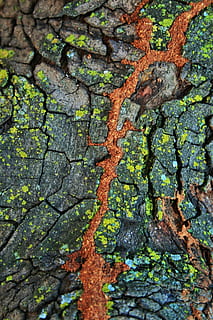 albero, tronco, abbaiare, lichene, muschio, fessura, suolo, rosso, strutturato, nessuno, sfondi, fotogramma intero, pianta, giorno, tronco d'albero, ruvido, modello, intemperie, avvicinamento, crescita, colore verde, natura, all'aperto, corteccia vegetale, effetto strutturato, 1080P, CC0, dominio pubblico, privo di copyright