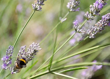 bumble bee, espígol, macro, salvatge, insecte, jardí, estiu, flor, un animal, temes d'animals, naturalesa, fauna animal, planta amb flors, planta, animal, fragilitat, bellesa a la natura, invertebrat, vulnerabilitat, animals a la natura, creixement, frescor, abella, cap de flor, pètal, centrar-se en primer pla, polinització, cap gent, a l'aire lliure, porpra, Abellot, 2K, CC0, domini públic, lliure de regalies