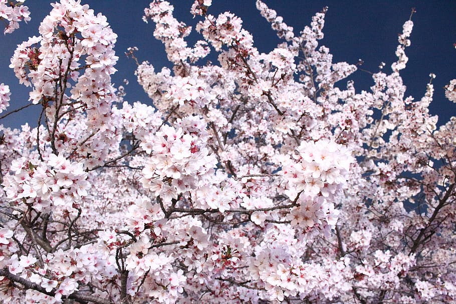 naturalesa, flors, primavera, cirerer, fusta, trimestre, temporada, flor de cirerer, Corea, flors de primavera, bonic, sakura, eppeun, abril, planta amb flors, flor, fragilitat, frescor, planta, vulnerabilitat, bellesa a la natura, creixement, color rosa, arbre, branca, vista d’angle baix, dia, cap gent, pètal, a l'aire lliure, cap de flor, Ram de flors, lila, 5K