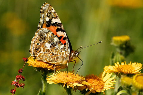primer pla, fotografia, arna, posat, flor, selectiu, focalitzar la fotografia, pintat, senyora papallona, gira-sol, papallona, insecte, error, ales, fauna animal, temes d'animals, animal, invertebrat, un animal, ala dels animals, papallona - insecte, animals a la natura, bellesa a la natura, planta amb flors, planta, part del cos dels animals, fragilitat, naturalesa, vulnerabilitat, centrar-se en primer pla, frescor, cap gent, ampliació, a l'aire lliure, cap de flor, polinització, 4K, CC0, domini públic, lliure de regalies