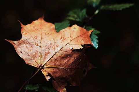 poc profund, focalitzar la fotografia, sec, full, marró, gotes d’aigua, tardor, naturalesa, temporada, groc, primer pla, bosc, arbre, a l'aire lliure, planta, fons, octubre, bellesa a la natura, arbre d'auró, macro, canvi, cap gent, nit, part de la planta, centrar-se en primer pla, vena de la fulla, fulla d'auró, fragilitat, dia, vulnerabilitat, patró natural, fons negre, fulles, condició natural, 5K, CC0, domini públic, lliure de regalies