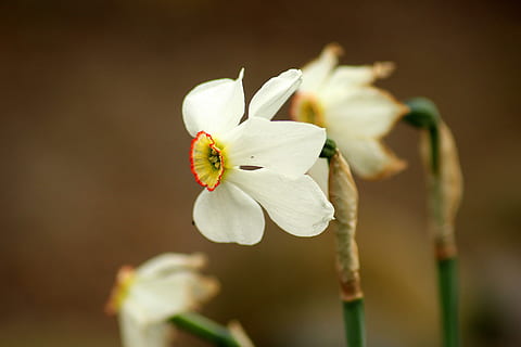 selectiv, focalizare fotografie, alb, galben, floare de narcisă, narcis, flori de primăvară, primăvară, grădină, înflorit, floare, plantă, natură, planta cu flori, prospeţime, frumusețe în natură, petală, fragilitate, a închide, vulnerabilitate, culoare alba, inflorescenţă, cap de floare, creştere, să se concentreze asupra primelor elemente, polen, nici o persoana, inflori, 5K, CC0, domeniu public, fără drepturi de autor