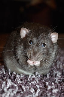 Ratte, süß, Essen, Haustier, Nagetier, Tier, Whisker, flauschige, behaart, lustig, Pfote, Tierthemen, ein Tier, Tierwelt, Säugetier, Porträt, Nahansicht, Kamera betrachten, keine Leute, Tiere in freier Wildbahn, Tierkörperteil, Haustiere, inländisch, selektiver Fokus, drinnen, Maus, Tierhaar, Tierkopf, Tierauge, 5K, CC0, gemeinfrei, lizenzfrei