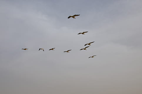 Vögel, Flug, Pelikan, fliegend, Tierwelt, Tiere in freier Wildbahn, Gruppe von Tieren, Vogel, Tierthemen, Tier, Wirbeltier, Himmel, Flachwinkelansicht, die Flügel ausbreiten, keine Leute, in der Luft, wolke - himmel, Natur, Tag, mittlere Gruppe von Tieren, Bewegung, Vogelschwarm, Adler, 1080P, CC0, gemeinfrei, lizenzfrei