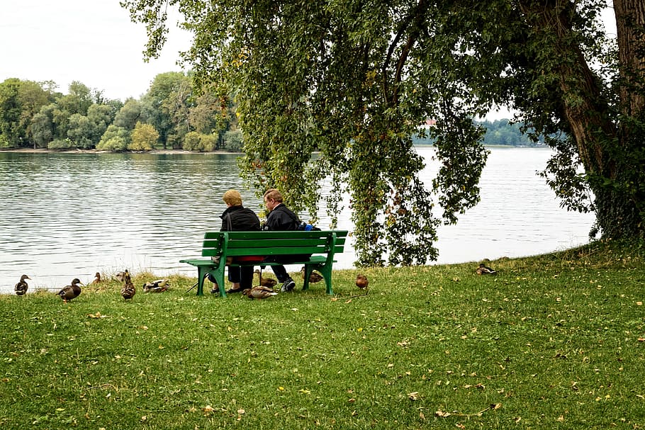 par, sidde, bank, bænk, sammen, samvær, mand, kvinde, natur, for to, sø, holde øje, dyr, ænder, foder, vand, plante, sidder, herrer, træ, sæde, græs, dag, livsstil, rigtige mennesker, mennesker, fuld længde, voksen, to personer, fritidsaktivitet, vækst, udendørs, 4K