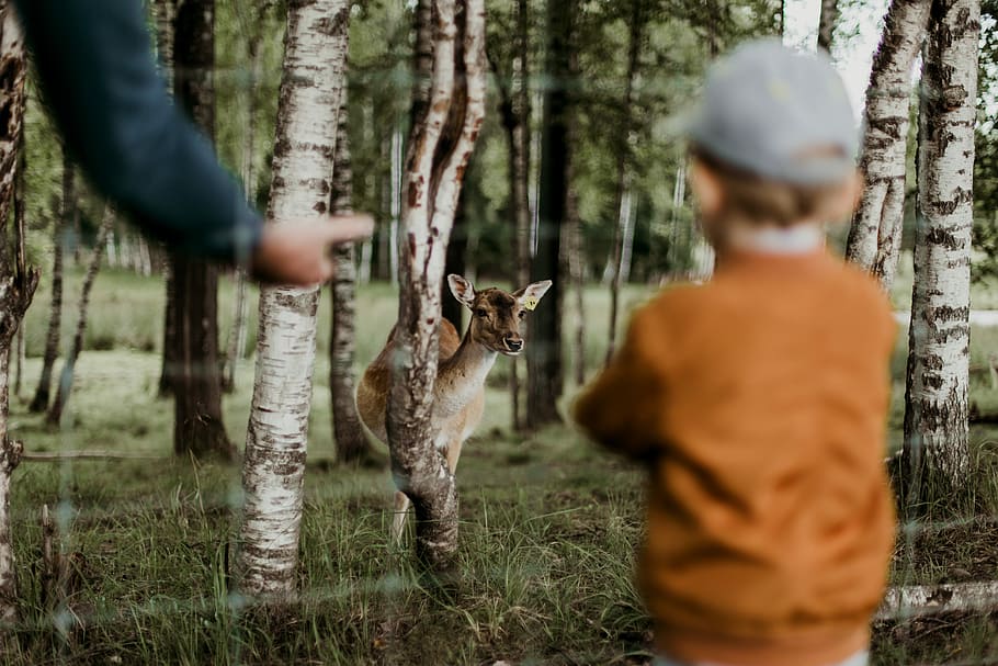 dreng, ser, Brun, hjort, ved siden af, træer, dyb fotografering, jakke, fawn, barn, lille barn, Skov, hegn, træ, dyr, pattedyr, plante, et dyr, jord, selektiv fokusering, husdyr, dag, natur, bagfra, stående, mennesker, kæledyr, træstamme, bagagerum, fokusere på baggrund, herrer, udendørs, 5K