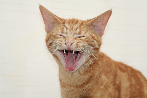 gatto tabby arancione, gatto, gattino, animale domestico, animale, domestico, felino, rosso, soriano, sbadiglio, gatto domestico, un animale, animali domestici, temi animali, sbadigli, bocca aperta, mammifero, occhi chiusi, vertebrato, espressione facciale, bocca, avvicinamento, nessuno, baffo, parte del corpo animale, gatto rosso, testa di animale, lingua animale, 2K, CC0, dominio pubblico, privo di copyright