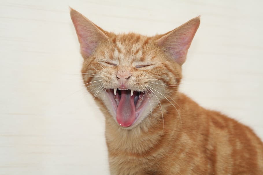 gatto tabby arancione, gatto, gattino, animale domestico, animale, domestico, felino, rosso, soriano, sbadiglio, gatto domestico, un animale, animali domestici, temi animali, sbadigli, bocca aperta, mammifero, occhi chiusi, vertebrato, espressione facciale, bocca, avvicinamento, nessuno, baffo, parte del corpo animale, gatto rosso, testa di animale, lingua animale, 2K
