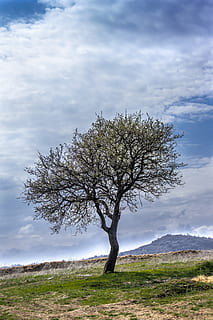 drzewo, Park Krajobrazowy, na wolnym powietrzu, krajobraz, Natura, park, naturalny, pora roku, światło, roślina, Zielony, jasny, jesień, kolor, światło słoneczne, kolorowy, scena, wiosna, środowisko, dąb, Dzień Ziemi, niebo, na dworze, scenics, trawa, niebieski, scena wiejska, Oddział, chmura - niebo, samotny, dzień, piękno natury, spokój, spokojna scena, scenics - natura, pole, scena pozamiejska, wylądować, żadnych ludzi, wzrost, nagie drzewo, odosobniony, 5K, CC0, domena publiczna, darmowe zdjęcia