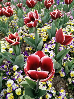Xangai, chen, shan, tulipa, Chen Shan, flor, vermell, cap gent, planta, naturalesa, planta amb flors, frescor, bellesa a la natura, fragilitat, vulnerabilitat, creixement, pètal, primer pla, dia, cap de flor, inflorescència, vista d’angle alt, multicolor, color verd, a l'aire lliure, primavera, arranjament floral, bouquet, llit de flors, 4K, CC0, domini públic, lliure de regalies