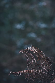 falguera, full, planta, naturalesa, fosc, primer pla, cap gent, centrar-se en primer pla, dia, enfocament selectiu, a l'aire lliure, bellesa a la natura, creixement, arbre, animal, textura, tranquil·litat, fauna animal, temes d'animals, animals a la natura, terra, patró natural, patró, marí, 5K, CC0, domini públic, lliure de regalies
