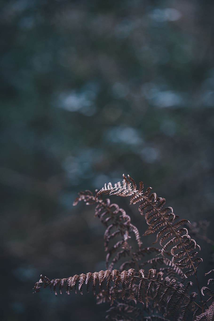 falguera, full, planta, naturalesa, fosc, primer pla, cap gent, centrar-se en primer pla, dia, enfocament selectiu, a l'aire lliure, bellesa a la natura, creixement, arbre, animal, textura, tranquil·litat, fauna animal, temes d'animals, animals a la natura, terra, patró natural, patró, marí, 5K