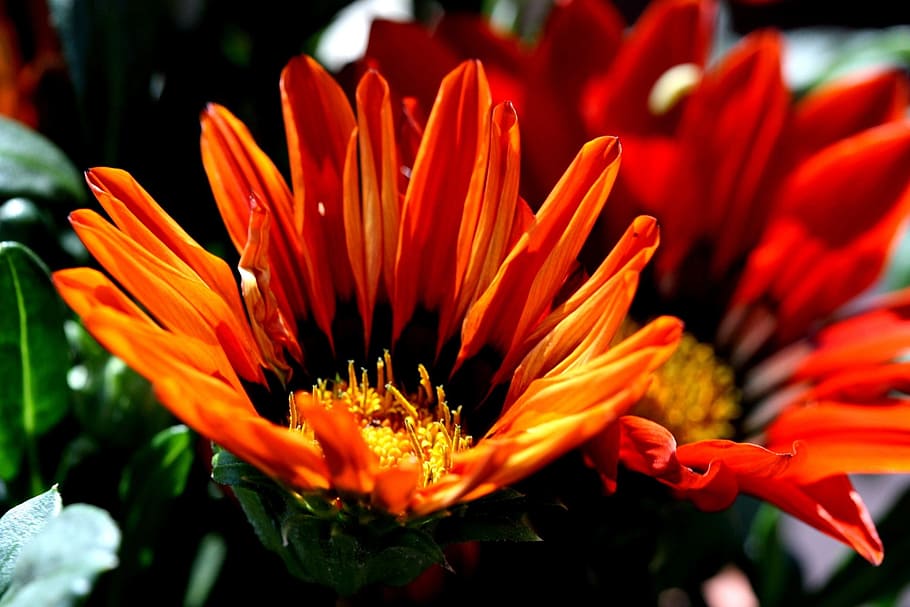 taronja, flors, flors de migdia, planta amb flors, flor, pètal, planta, bellesa a la natura, frescor, fragilitat, vulnerabilitat, cap de flor, creixement, inflorescència, primer pla, pol·len, color taronja, naturalesa, centrar-se en primer pla, dia, estambres, cap gent, botànica, primavera, a l'aire lliure, gazania, 1080P