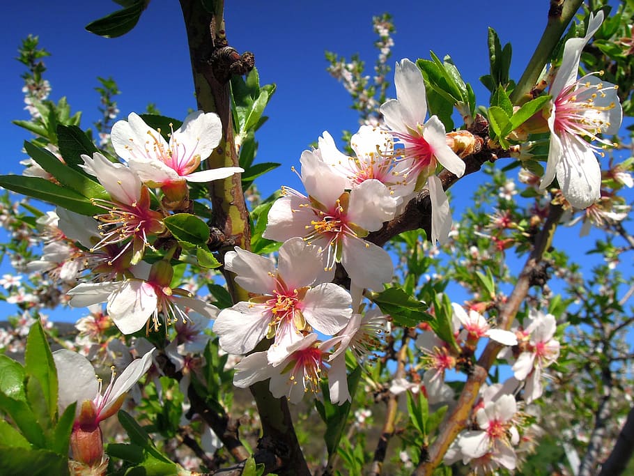 mandelblomst, blomstrende træ, flor, forår, blå himmel, lyserød, forårsbloem, romantisk, natur, blomstrende plante, blomst, plante, friskhed, skønhed i naturen, vækst, skrøbelighed, træ, sårbarhed, blomstre, hvid farve, kronblad, afdeling, tæt på, dag, ingen mennesker, sollys, blomsterhoved, pollen, kirsebær blomst, udendørs, Kirsebærtræ, 4K