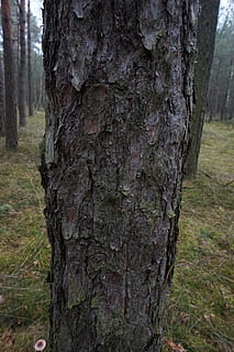 sosna, bagażnik samochodowy, drzewo, Natura, kora, iglasty, jesień, pnia drzewa, roślina, wylądować, szczekać, teksturowane, wzrost, skupić się na pierwszym planie, dzień, żadnych ludzi, szorstki, las, zbliżenie, spokój, na dworze, naturalny wzór, kora roślinna, lesisty teren, 5K, CC0, domena publiczna, darmowe zdjęcia