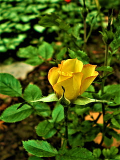 Rose, gul, miniature, plante, blomstrende plante, skønhed i naturen, sårbarhed, blomst, skrøbelighed, vækst, kronblad, friskhed, blomsterstand, blomsterhoved, tæt på, natur, plante del, blad, ingen mennesker, dag, udendørs, 2K, CC0, offentligt domæne, royaltyfrie