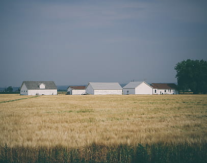 Scheunenhäuser, umgeben, Weizenfeld, grau, Himmel, Häuser, tagsüber, Feld, Gebäude, Haus, Bauernhof, Ernte, Weizen, Scheune, Landschaft, Dach, Zuhause, Gemeinschaft, Weiß, weiße Scheune, gebaute Struktur, Land, die Architektur, Pflanze, Gebäudehülle, Gras, Umgebung, Natur, keine Leute, Landwirtschaft, Tag, ländliche Szene, Ruhe, Schönheit in der Natur, draußen, 4K, CC0, gemeinfrei, lizenzfrei