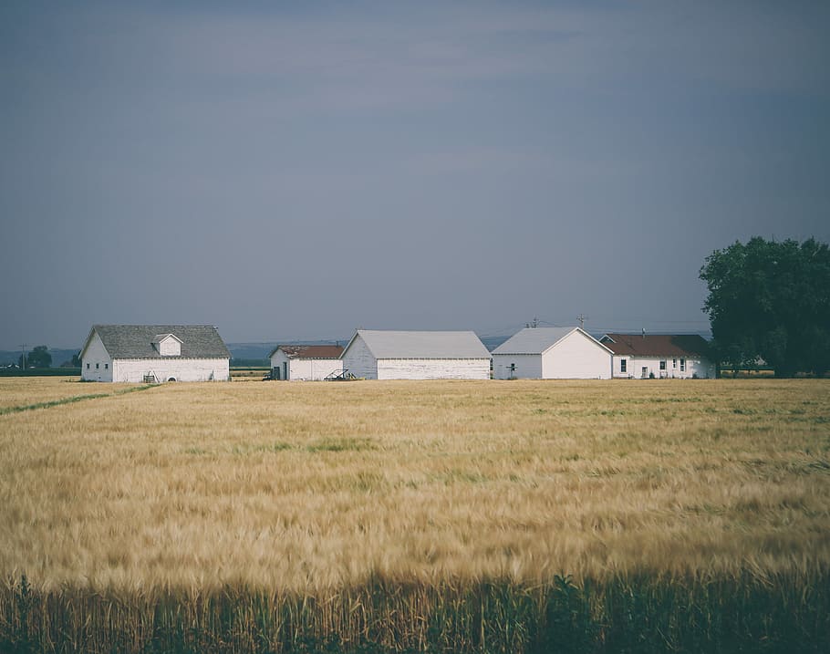 Scheunenhäuser, umgeben, Weizenfeld, grau, Himmel, Häuser, tagsüber, Feld, Gebäude, Haus, Bauernhof, Ernte, Weizen, Scheune, Landschaft, Dach, Zuhause, Gemeinschaft, Weiß, weiße Scheune, gebaute Struktur, Land, die Architektur, Pflanze, Gebäudehülle, Gras, Umgebung, Natur, keine Leute, Landwirtschaft, Tag, ländliche Szene, Ruhe, Schönheit in der Natur, draußen, 4K