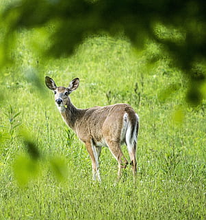 cérvol, Doe, boscos, vida salvatge, naturalesa, animal, mamífer, salvatge, whitetail, bosc, a l'aire lliure, marró, camp, herba, de cua blanca, prat, verd, habitat, pell, cap de cérvol, femella, joc, natural, temporada, parc, temes d'animals, animals a la natura, fauna animal, terra, planta, vertebrats, un animal, color verd, dia, cap gent, de peu, animals domèstics, creixement, herbívors, cervatillo, 1080P, CC0, domini públic, lliure de regalies