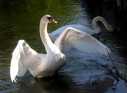 swan, spring, wings, beak, water, channel, nature, feathers, bird, lake, animal, pond, animal themes, vertebrate, animals in the wild, animal wildlife, water bird, white color, one animal, day, no people, zoology, beauty in nature, swimming, waterfront, animal neck, flapping, freshwater bird, 2K, CC0, public domain, royalty free