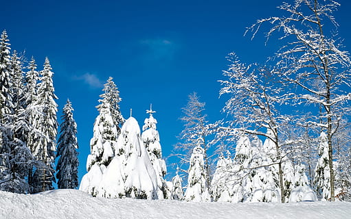snedækkede, træer, dagtimerne, vinterlige, sne, graner, snedækket, tid på året, vinter, kold, vinter magi, vinter skov, atmosfærisk, vinterindtryk, vinterstemning, vinterdrøm, landskab, natur, sort skov, kold temperatur, blå, træ, skønhed i naturen, hvid farve, miljø, plante, scenics - natur, Skov, himmel, Frosset, rolig scene, ikke-urbane scene, jord, ro, is, fyrretræ, nåletræ, ingen mennesker, fyrreskov, udendørs, snedækket bjerg, eviggrønne træ, 4K, CC0, offentligt domæne, royaltyfrie
