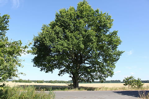 tre, landskap, dag, sommer, blå, stort tre, vei, enkelt, natur, himmel, utendørs, anlegg, vekst, ro, transport, ingen folk, grønn farge, retning, rolig scene, veien forover, skjønnhet i naturen, sollys, land, felt, synkende perspektiv, lang, 4K, CC0, offentlig domene, opphavsrett gratis