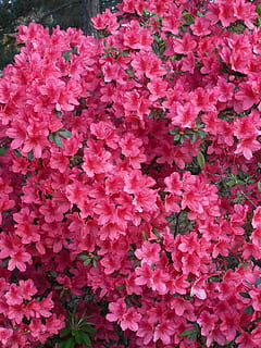 Azalea, Blooms, Spring, Blooming, Nature, blossom, flower, pink, plant, garden, green, leaf, floral, colorful, bush, botanical, botany, natural, color, red, springtime, outdoors, petal, vibrant, shrub, elegant, pink color, growth, fragility, flowering plant, beauty in nature, freshness, vulnerability, inflorescence, flower head, full frame, close-up, backgrounds, no people, day, abundance, bunch of flowers, 4K, CC0, public domain, royalty free