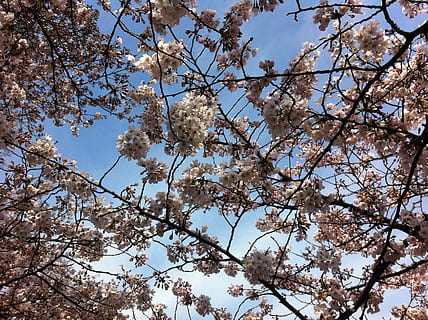 sakura, cel, primavera, arbre, planta, vista d’angle baix, flor, bellesa a la natura, creixement, branca, planta amb flors, fragilitat, naturalesa, cap gent, dia, frescor, vulnerabilitat, flor de cirerer, tranquil·litat, a l'aire lliure, cirerer, copa de l'arbre, 2K, CC0, domini públic, lliure de regalies