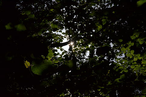 sol, fulles, arbre, bosc, branca, llum de fons, brillant, color, faig, cel, naturalesa, fusta de faig, planta, creixement, bellesa a la natura, cap gent, part de la planta, full, vista d’angle baix, tranquil·litat, color verd, a l'aire lliure, dia, llum solar, marc complet, terra, escenics - natura, copa de l'arbre, streaming, 4K, CC0, domini públic, lliure de regalies