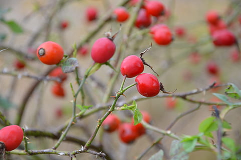 nature, autumn, green, thorns, rose hip, plant, fruit, food, food and drink, healthy eating, growth, freshness, red, close-up, tree, wellbeing, berry fruit, day, no people, focus on foreground, branch, selective focus, beauty in nature, outdoors, ripe, rowanberry, 4K, CC0, public domain, royalty free