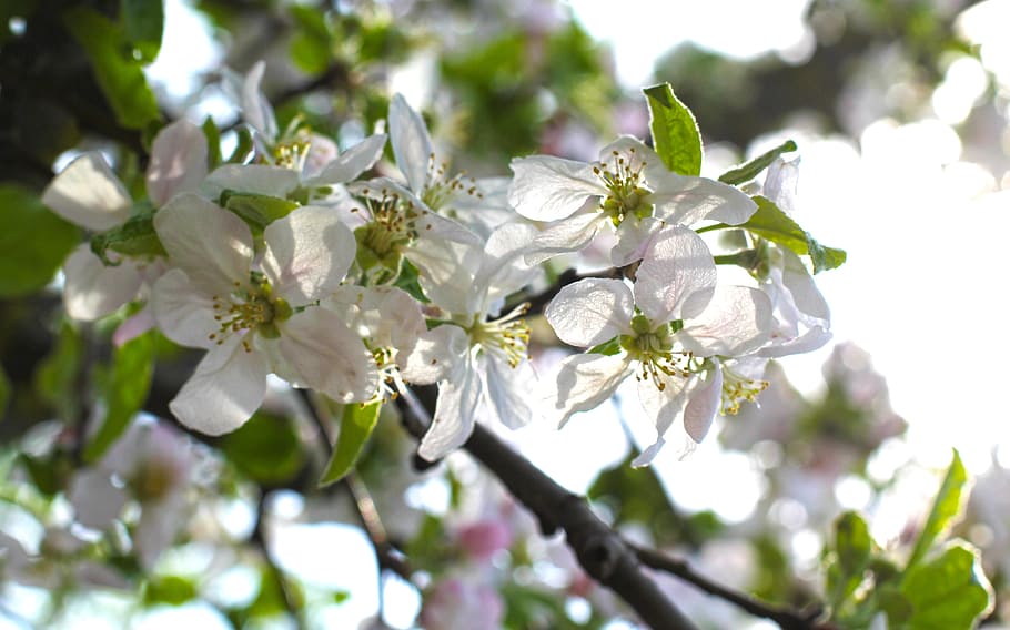 cirera, flors, jardí, jardí de verdures, primavera, genial, arbre, florir, vermell, makrosemka, pètal, flor de jardí, parc, primer pla, brillant, llit de flors, bonic, naturalesa, planta, flors d'estiu, flors de jardí, blanc, planta ornamental, planta amb flors, flor, frescor, creixement, bellesa a la natura, fragilitat, vulnerabilitat, Color blanc, branca, centrar-se en primer pla, vista d’angle baix, part de la planta, cap gent, dia, cap de flor, a l'aire lliure, flor de cirerer, cirerer, Ram de flors, 4K