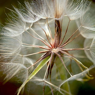 natura, giardino, sfocatura, fiore, fioritura, fiorire, avvicinamento, dente di leone, delicato, lanuginoso, ambiente, flora, crescita, macro, morbidezza, selvaggio, pianta, fragilità, bellezza nella natura, nessuno, pianta fiorita, vulnerabilità, freschezza, concentrarsi sulle conoscenze acquisite, seme, semi di dente di leone, giorno, Colore bianco, messa a fuoco selettiva, all'aperto, testa di fiore, 2K, CC0, dominio pubblico, privo di copyright