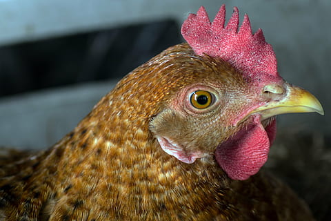 pui, cap, portret, închide, animale tematice, pasăre, animal, pui de pasăre, animale vertebrate, un animal, șeptel, animale domestice, a închide, partea corpului animalului, să se concentreze asupra primelor elemente, nici o persoana, animale de companie, animal de sex masculin, cap de animal, intern, mamifer, zi, cocoş, cioc, ochi de animale, vizualizare profil, 4K, CC0, domeniu public, fără drepturi de autor