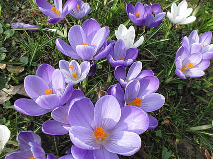 las flores, púrpura, primavera crocus, primavera, azafrán, fragancia, flor Purpura, abeja, planta, naturaleza, flor, pétalo, crecimiento, al aire libre, planta floreciendo, frescura, vulnerabilidad, fragilidad, belleza en la naturaleza, campo, de cerca, inflorescencia, cabeza de flor, tierra, hierba, iris, día, vista de alto ángulo, nadie, polen, 4K, CC0, dominio público, libre de derechos