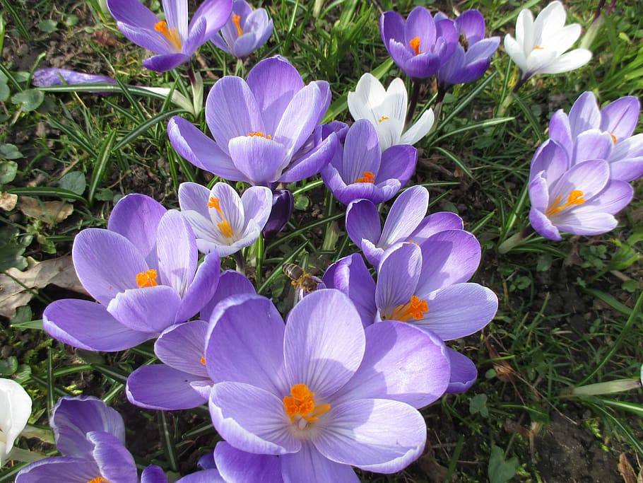 las flores, púrpura, primavera crocus, primavera, azafrán, fragancia, flor Purpura, abeja, planta, naturaleza, flor, pétalo, crecimiento, al aire libre, planta floreciendo, frescura, vulnerabilidad, fragilidad, belleza en la naturaleza, campo, de cerca, inflorescencia, cabeza de flor, tierra, hierba, iris, día, vista de alto ángulo, nadie, polen, 4K