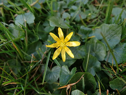 naturalesa, flor, florir, primavera, flor silvestre, flors silvestres, estrella groga, planta, creixement, planta amb flors, bellesa a la natura, fragilitat, vulnerabilitat, frescor, inflorescència, cap de flor, part de la planta, color verd, full, primer pla, pètal, groc, dia, cap gent, camp, a l'aire lliure, 5K, CC0, domini públic, lliure de regalies