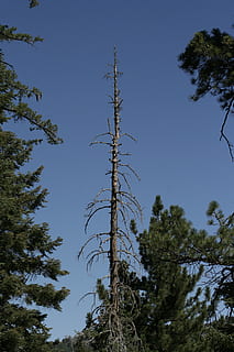 mort, arbre, naturalesa, medi ambient, ecologia, malalt, bosc, cel, a l'aire lliure, planta, vista d’angle baix, creixement, tranquil·litat, cap gent, cel clar, dia, bellesa a la natura, blau, alta - alta, terra, branca, tronc de l'arbre, tronc, escena tranquil·la, escenics - natura, 2K, CC0, domini públic, lliure de regalies