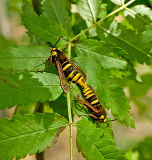 hvepse, insekter, natur, duplikering, hvirvelløse, plante del, insekt, blad, et dyr, dyre temaer, dyr i naturen, dyreliv, dyr, grøn farve, plante, tæt på, vækst, skønhed i naturen, fokus på forgrunden, dag, udendørs, ingen mennesker, larve, 2K, CC0, offentligt domæne, royaltyfrie