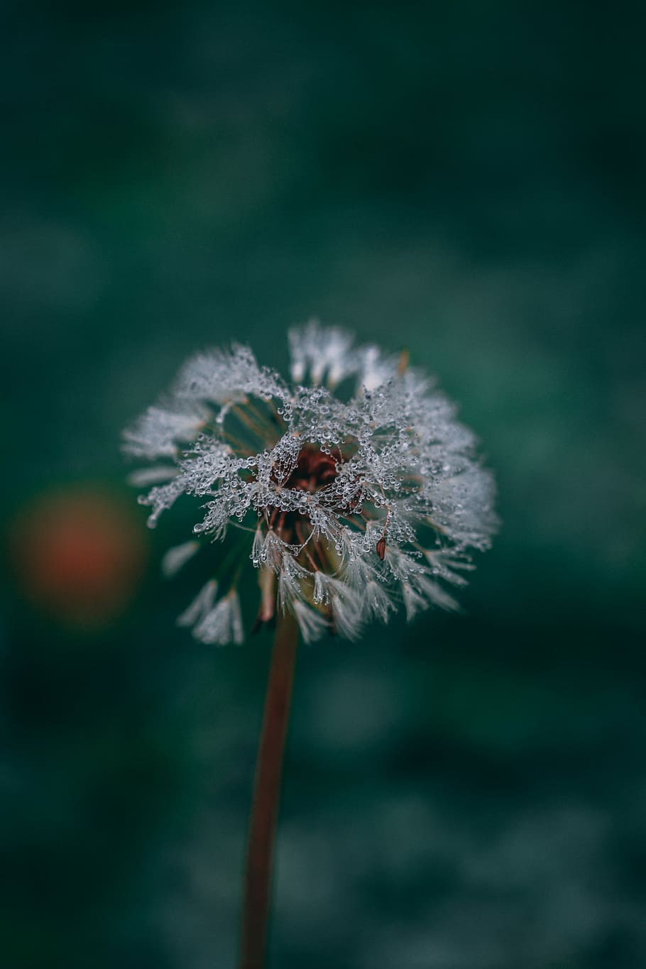 foto macro, dent de lleó, primer pla, foto, rosada, aigua, humit, tija, profunditat de camp, macro, flor, focu, fragilitat, planta, vulnerabilitat, planta amb flors, bellesa a la natura, centrar-se en primer pla, naturalesa, cap gent, creixement, frescor, inflorescència, enfocament selectiu, cap de flor, tija de la planta, a l'aire lliure, dia, Planta esvaïda, llavor de dent de lleó, planta morta, suavitat, sepal, 5K