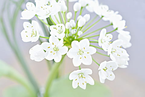 flach, Foto der Fokussierlinse, Weiß, Wolfsmilch Blume, Blume, blühen, weiße Blume, Lauch Blume, zärtlich, schließen, blühende Pflanze, Frische, Pflanze, Schönheit in der Natur, weiße Farbe, Zerbrechlichkeit, Verletzlichkeit, Nahansicht, Frühling, Blütenkopf, Blütenstand, keine Leute, Natur, Blütenblatt, Fokus auf den Vordergrund, Wachstum, selektiver Fokus, Tag, draußen, Blumenstrauß, Weichheit, Blumenschmuck, Kirschblüte, Strauß, 1080P, CC0, gemeinfrei, lizenzfrei