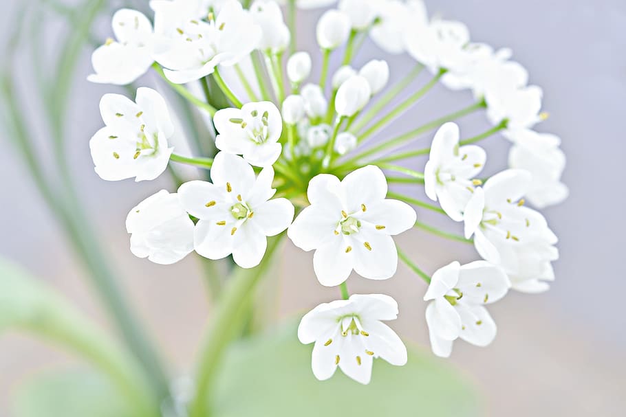 flach, Foto der Fokussierlinse, Weiß, Wolfsmilch Blume, Blume, blühen, weiße Blume, Lauch Blume, zärtlich, schließen, blühende Pflanze, Frische, Pflanze, Schönheit in der Natur, weiße Farbe, Zerbrechlichkeit, Verletzlichkeit, Nahansicht, Frühling, Blütenkopf, Blütenstand, keine Leute, Natur, Blütenblatt, Fokus auf den Vordergrund, Wachstum, selektiver Fokus, Tag, draußen, Blumenstrauß, Weichheit, Blumenschmuck, Kirschblüte, Strauß, 1080P