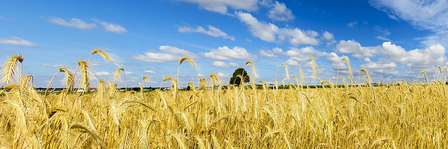 verd, planta de blat, blau, blanc, cel, durant el dia, naturalesa, paisatge, camp, blat, camp de blat, daurat, núvols, estiu, banner, flyers, panorama, cultiu, planta de cereals, agricultura, escena rural, terra, medi ambient, núvol - cel, planta, granja, menjar, creixement, escenics - natura, menjar i beguda, dia, cap gent, a l'aire lliure, 5K