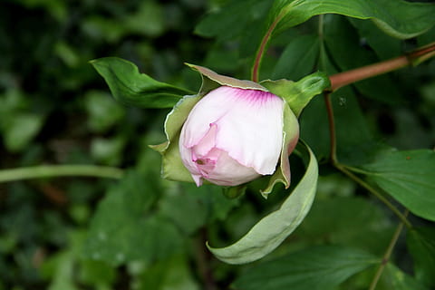 pæon, blomst, knap, blomstring, knap blomster, friskhed, kronblad, natur, vækst, blad, blomstrende plante, plante, skønhed i naturen, skrøbelighed, sårbarhed, tæt på, lyserød farve, blomsterhoved, blomsterstand, plante del, grøn farve, Rose, ingen mennesker, forår, 4K, CC0, offentligt domæne, royaltyfrie
