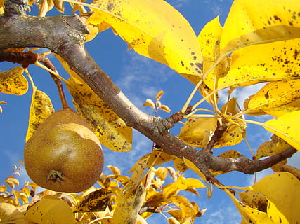 pear, fruit, tree, yellow, healthy eating, plant, food, food and drink, growth, nature, no people, freshness, wellbeing, close-up, beauty in nature, day, low angle view, branch, sky, outdoors, plant part, ripe, 2K, CC0, public domain, royalty free